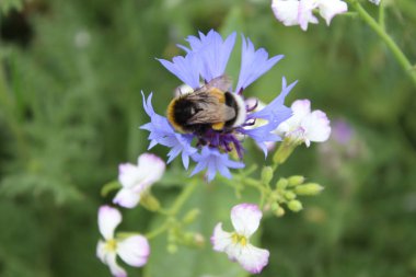Yaban çiçekleri yakın plan. Gündüz fotoğrafı. Rengarenk çiçekler. Yeşil çimenler. Yeşillik. Tozlaşma içindeki böcekler. Yaz sahnesi. Manzara güzelliği. Bir çayırın yeşilliği. Doğal ortam. Stamen ve Pistil..
