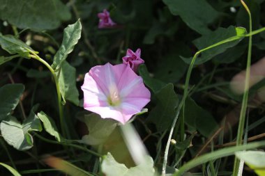 Tarla yosunu çok güzel bir kır çiçeğidir. Ağaç otçul bir sürüngendir. Çiçekler küçük ve gramofon tüpüne benziyor. Çiçek pembedir. Arka planda yeşil çimen. Yaz sahnesi. Güneşli bir gün fotoğrafı.