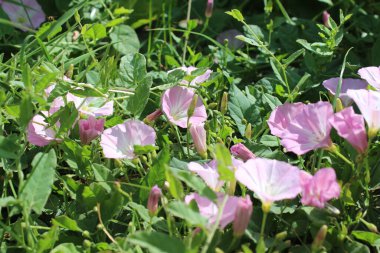 Tarla yosunu çok güzel bir kır çiçeğidir. Ağaç otçul bir sürüngendir. Çiçekler küçük ve gramofon tüpüne benziyor. Çiçek pembedir. Arka planda yeşil çimen. Yaz sahnesi. Güneşli bir gün fotoğrafı.