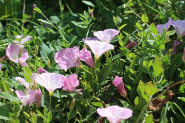 Tarla yosunu çok güzel bir kır çiçeğidir. Ağaç otçul bir sürüngendir. Çiçekler küçük ve gramofon tüpüne benziyor. Çiçek pembedir. Arka planda yeşil çimen. Yaz sahnesi. Güneşli bir gün fotoğrafı.