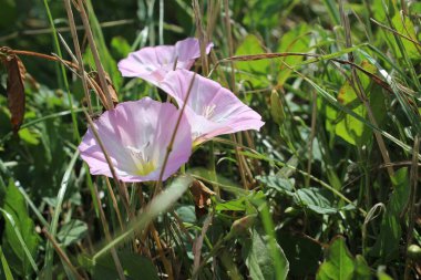 Tarla yosunu çok güzel bir kır çiçeğidir. Ağaç otçul bir sürüngendir. Çiçekler küçük ve gramofon tüpüne benziyor. Çiçek pembedir. Arka planda yeşil çimen. Yaz sahnesi. Güneşli bir gün fotoğrafı.