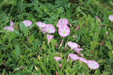 Tarla yosunu çok güzel bir kır çiçeğidir. Ağaç otçul bir sürüngendir. Çiçekler küçük ve gramofon tüpüne benziyor. Çiçek pembedir. Arka planda yeşil çimen. Yaz sahnesi. Güneşli bir gün fotoğrafı.