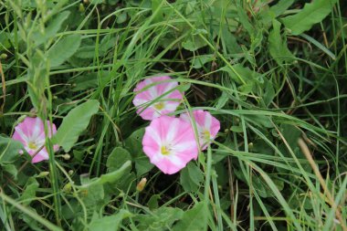 Tarla yosunu çok güzel bir kır çiçeğidir. Ağaç otçul bir sürüngendir. Çiçekler küçük ve gramofon tüpüne benziyor. Çiçek pembedir. Arka planda yeşil çimen. Yaz sahnesi. Güneşli bir gün fotoğrafı.