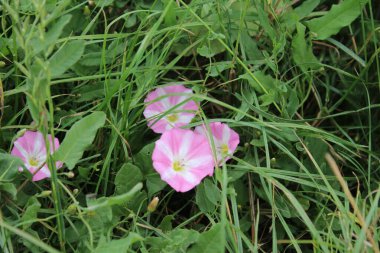 Tarla yosunu çok güzel bir kır çiçeğidir. Ağaç otçul bir sürüngendir. Çiçekler küçük ve gramofon tüpüne benziyor. Çiçek pembedir. Arka planda yeşil çimen. Yaz sahnesi. Güneşli bir gün fotoğrafı.
