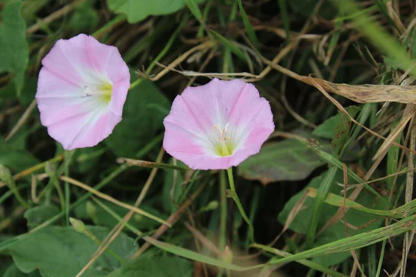 Mezei Bindweed Egy Gyönyörű Vadvirág Egy Lágyszárú Csúszómászó Virágok Kicsik — Stock Fotó