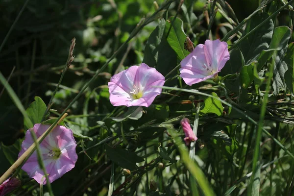 stock image Field bindweed is a beautiful wildflower. The tree is a herbaceous creeper. The flowers are tiny and look like a gramophone tube. The flower is pink. Green grass in background. Summer scene. Sunny day photo.