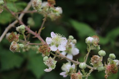 Böğürtlen çiçeği, yakın plan. Gündüz fotoğrafı. Beyaz çiçekler var. Yeşil yapraklar. Yeşillik. Tozlaşma içindeki böcekler. Yaz sahnesi. Doğal ortam. Stamen ve Pistil. Arı fotoğrafçılığı. Meyve ağacı dalları.