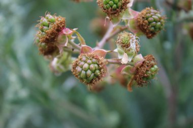 Böğürtlen çiçeği, yakın plan. Gündüz fotoğrafı. Beyaz çiçekler var. Yeşil yapraklar. Yeşillik. Tozlaşma içindeki böcekler. Yaz sahnesi. Doğal ortam. Stamen ve Pistil. Arı fotoğrafçılığı. Meyve ağacı dalları.