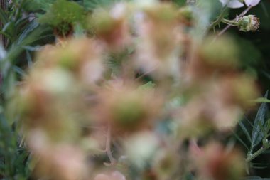 Böğürtlen çiçeği, yakın plan. Gündüz fotoğrafı. Beyaz çiçekler var. Yeşil yapraklar. Yeşillik. Tozlaşma içindeki böcekler. Yaz sahnesi. Doğal ortam. Stamen ve Pistil. Arı fotoğrafçılığı. Meyve ağacı dalları.