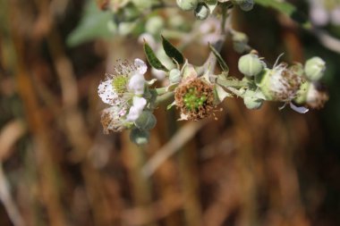 Böğürtlen çiçeği, yakın plan. Gündüz fotoğrafı. Beyaz çiçekler var. Yeşil yapraklar. Yeşillik. Tozlaşma içindeki böcekler. Yaz sahnesi. Doğal ortam. Stamen ve Pistil. Arı fotoğrafçılığı. Meyve ağacı dalları.