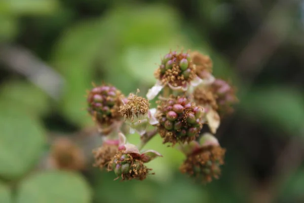Blackberry Bloom Close Photo Jour Des Fleurs Blanches Feuilles Vertes — Photo