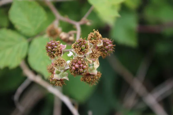 stock image Blackberry bloom close-up. Daylight photo. White blossoms. Green leaves. Lush foliage. Insects in pollination. Summer scene. Natural environment. Stamen and pistil. Bee photography. Fruit tree branches.