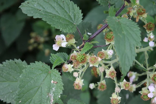 Stock image Blackberry bloom close-up. Daylight photo. White blossoms. Green leaves. Lush foliage. Insects in pollination. Summer scene. Natural environment. Stamen and pistil. Bee photography. Fruit tree branches.