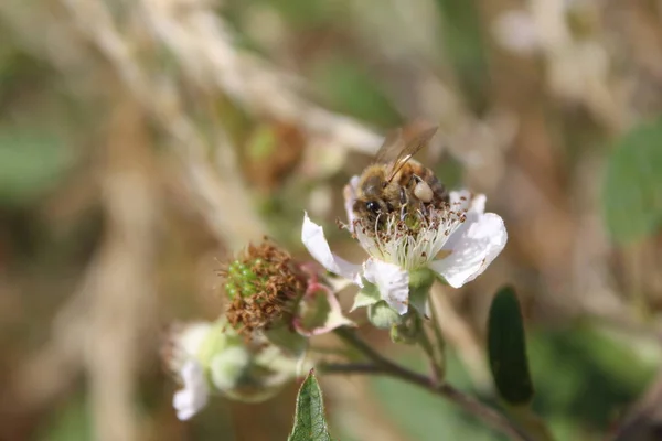 stock image Blackberry bloom close-up. Daylight photo. White blossoms. Green leaves. Lush foliage. Insects in pollination. Summer scene. Natural environment. Stamen and pistil. Bee photography. Fruit tree branches.