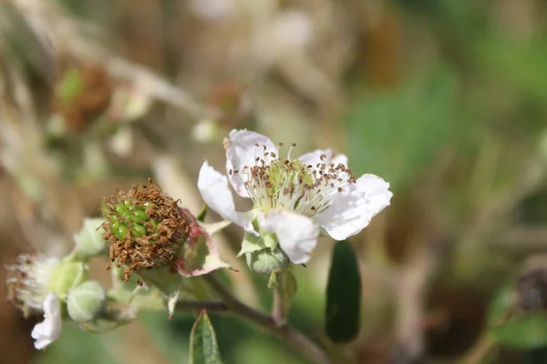 stock image Blackberry bloom close-up. Daylight photo. White blossoms. Green leaves. Lush foliage. Insects in pollination. Summer scene. Natural environment. Stamen and pistil. Bee photography. Fruit tree branches.