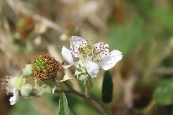 stock image Blackberry bloom close-up. Daylight photo. White blossoms. Green leaves. Lush foliage. Insects in pollination. Summer scene. Natural environment. Stamen and pistil. Bee photography. Fruit tree branches.