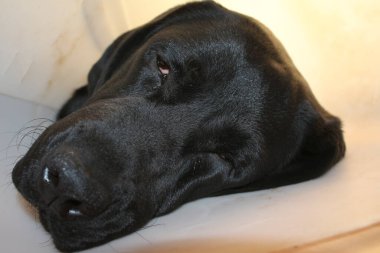 Labrador köpek portresi. Siyah köpek makrofotoğrafçılığı. Operasyondan sonra koruyucu tasma. Hayvan organı. Köpek yüzü, gözler, burun ve kulaklar yakın plan. Evcil hayvan fotoğrafın güzelmiş. Stüdyoda köpek var. Beyaz arka plan. Beyaz Arkaplanda Köpek.