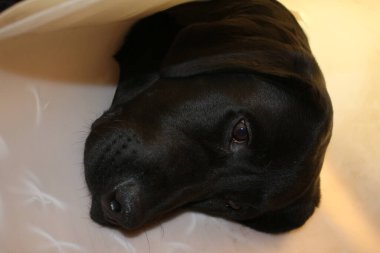 Labrador köpek portresi. Siyah köpek makrofotoğrafçılığı. Operasyondan sonra koruyucu tasma. Hayvan organı. Köpek yüzü, gözler, burun ve kulaklar yakın plan. Evcil hayvan fotoğrafın güzelmiş. Stüdyoda köpek var. Beyaz arka plan. Beyaz Arkaplanda Köpek.