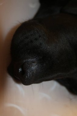 Labrador köpek portresi. Siyah köpek makrofotoğrafçılığı. Operasyondan sonra koruyucu tasma. Hayvan organı. Köpek yüzü, gözler, burun ve kulaklar yakın plan. Evcil hayvan fotoğrafın güzelmiş. Stüdyoda köpek var. Beyaz arka plan. Beyaz Arkaplanda Köpek.
