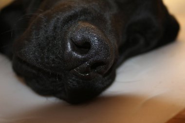 Labrador köpek portresi. Siyah köpek makrofotoğrafçılığı. Operasyondan sonra koruyucu tasma. Hayvan organı. Köpek yüzü, gözler, burun ve kulaklar yakın plan. Evcil hayvan fotoğrafın güzelmiş. Stüdyoda köpek var. Beyaz arka plan. Beyaz Arkaplanda Köpek.