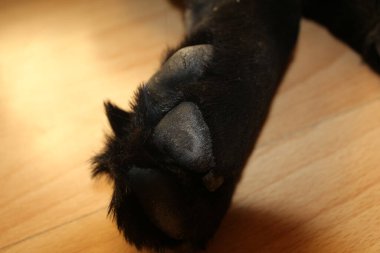 Labrador yavru pençesi. Siyah köpek makrofotoğrafçılığı. Hayvan organı. Köpek bacağı yakın plan. Evcil hayvan fotoğrafın güzelmiş. Stüdyoda köpek var. Sarı Arka planda köpek.