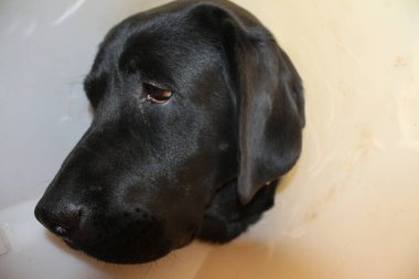 Labrador köpek portresi. Siyah köpek makrofotoğrafçılığı. Operasyondan sonra koruyucu tasma. Hayvan organı. Köpek yüzü, gözler, burun ve kulaklar yakın plan. Evcil hayvan fotoğrafın güzelmiş. Stüdyoda köpek var. Beyaz arka plan. Beyaz Arkaplanda Köpek.