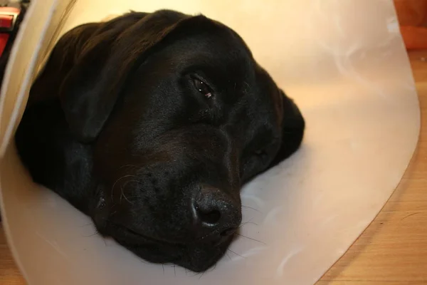 ラブラドール子犬の肖像画 黒い犬のマクロ写真 手術後の防護襟 動物の体の部分 犬の顔 耳を閉じている かわいいペットの写真 スタジオの犬 白の背景 白を基調とした犬種 — ストック写真