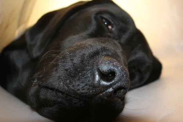 Λαμπραντόρ Κουτάβι Πορτρέτο Μαύρη Σκυλίσια Μακροφωτογραφία Προστατευτικό Κολάρο Μετά Την — Φωτογραφία Αρχείου