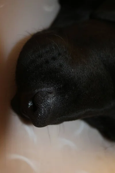 Labrador Puppy Portrait Black Doggy Macrophotography Protective Collar Operation Animal — Stock Photo, Image