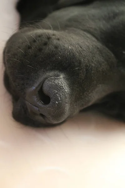 Retrato Cachorro Labrador Macrofotografía Perrito Negro Collar Protector Después Operación —  Fotos de Stock