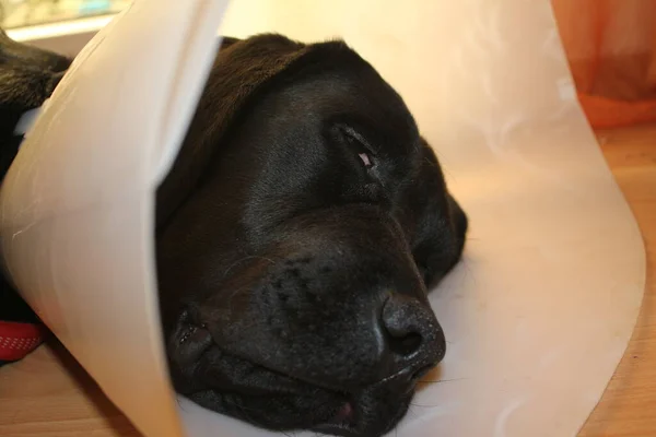 ラブラドール子犬の肖像画 黒い犬のマクロ写真 手術後の防護襟 動物の体の部分 犬の顔 耳を閉じている かわいいペットの写真 スタジオの犬 白の背景 白を基調とした犬種 — ストック写真