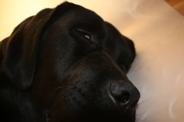 Labrador Köpek Portresi Siyah Köpek Makrofotoğrafçılığı Operasyondan Sonra Koruyucu Tasma — Stok fotoğraf