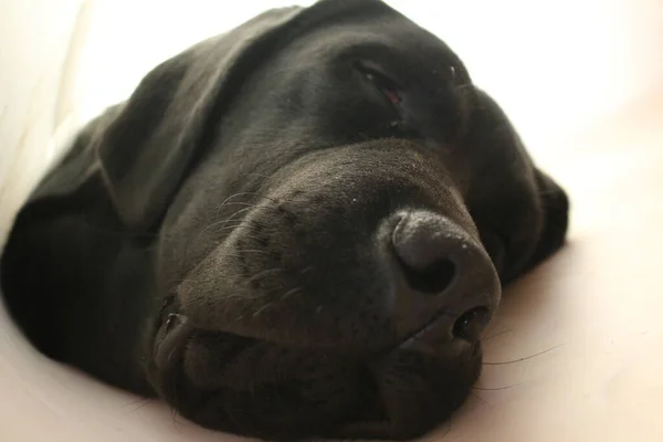 拉布拉多小狗肖像画黑狗的宏观摄影 手术后戴防护项圈 动物身体的一部分 狗的脸 鼻子和耳朵都是特写 可爱的宠物照片 在工作室里的犬种 白色背景 白色背景下的犬种 — 图库照片