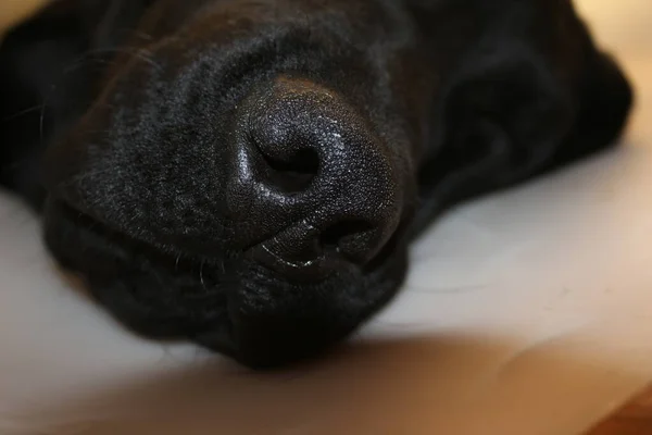 Labrador Puppy Portrait Black Doggy Macrophotography Protective Collar Operation Animal — Stock Photo, Image
