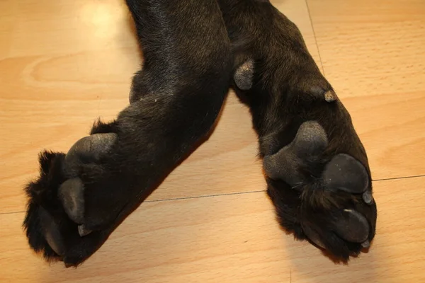 Labrador Puppy Pootje Zwarte Doggy Macrophotografie Dierlijk Lichaamsdeel Hondenpoot Van — Stockfoto
