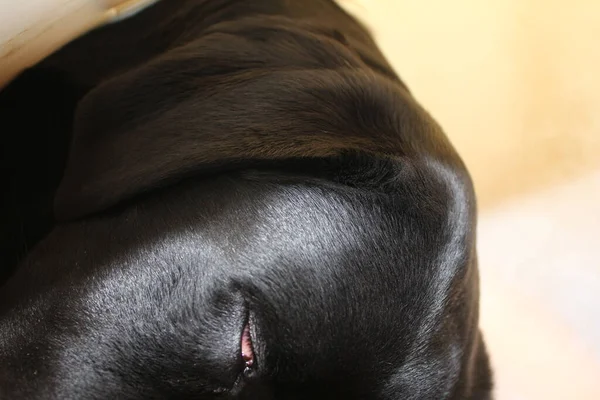 Портрет Щенка Лабрадора Черная Собачья Макрофотография Защитный Воротник После Операции — стоковое фото