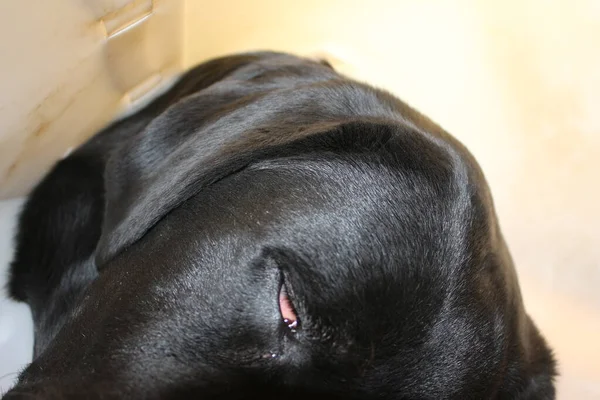 Portret Szczeniaka Labradora Czarny Piesek Makrofotografii Obroża Ochronna Operacji Część — Zdjęcie stockowe