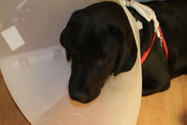 stock image Labrador puppy portrait. Black doggy macrophotography. Protective collar after the operation. Animal body part. Dog face, eyes, nose, and ears are close-up. Cute Pet photo. Canine in the studio. White Background. Canine in the White Background.