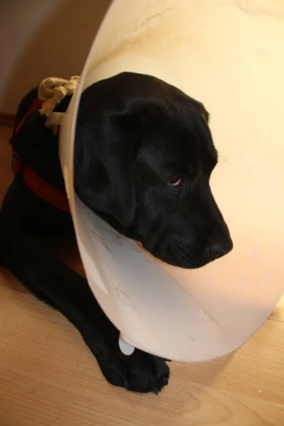 ラブラドール子犬の肖像画 黒い犬のマクロ写真 手術後の防護襟 動物の体の部分 犬の顔 耳が近くにあります かわいいペットの写真 スタジオの犬 白の背景 白を基調とした犬種 — ストック写真