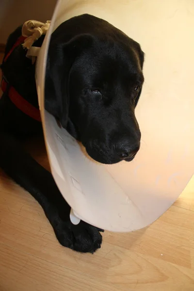 ラブラドール子犬の肖像画 黒い犬のマクロ写真 手術後の防護襟 動物の体の部分 犬の顔 耳が近くにあります かわいいペットの写真 スタジオの犬 白の背景 白を基調とした犬種 — ストック写真