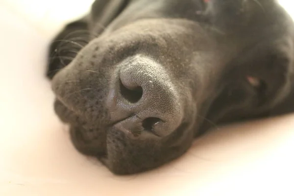 Λαμπραντόρ Κουτάβι Πορτρέτο Μαύρη Σκυλίσια Μακροφωτογραφία Προστατευτικό Κολάρο Μετά Την Royalty Free Εικόνες Αρχείου