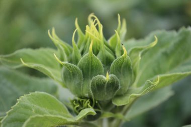 Ayçiçeği makrofotoğrafçılığı besler. Yaz günü yeşillik. Tarım alanı. Yaprak damarları yakın plan. Doğal ortam. Güzel bir bitki. Organik bitki örtüsü. Çiftlik arazisi. Yeşil arka plan. Gün ışığı fotoğrafı.