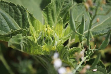 Ayçiçeği makrofotoğrafçılığı besler. Yaz günü yeşillik. Tarım alanı. Yaprak damarları yakın plan. Doğal ortam. Güzel bir bitki. Organik bitki örtüsü. Çiftlik arazisi. Yeşil arka plan. Gün ışığı fotoğrafı.