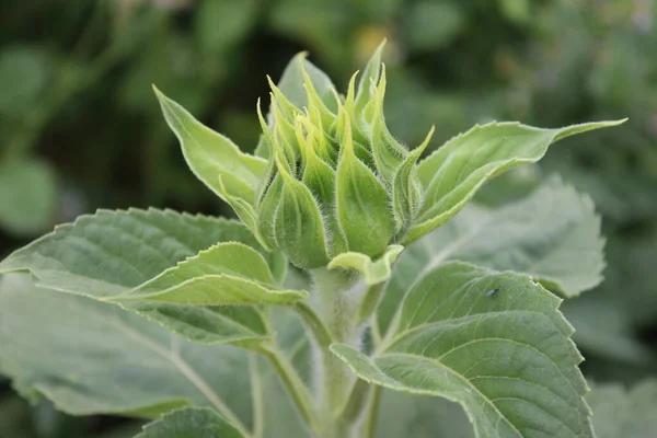 stock image Sunflower buds macrophotography. Greenery on a summer day. Agricultural field. Leaf veins in close-up. Natural environment. A beautiful plant. Organic flora. Farmland scene. Green background. Daylight photo.