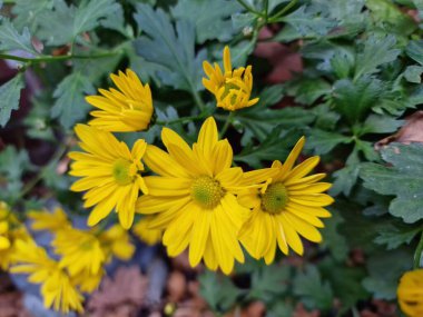 Sarı çiçek yaprakları. Kasımpatı fotoğrafı. İnanılmaz Doğa. Patlayan bitkiler. Yeşillik arka planda. Açık havada makrofotoğrafçılık. Güzel kasımpatı. Patlayan bitkiler. Arkaplanda yeşillik.