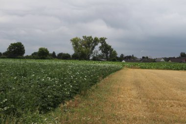 Zirai alanın üzerinde bulutlu bir gökyüzü. Doğal ortam. Yaz manzarası. Tarım bitkileri. Buğday hasadından önce. Manzara görüntüsü. Ağaç dalları ve yemyeşil yapraklar. Gündüz fotoğrafı. Altın mısır gevreği.