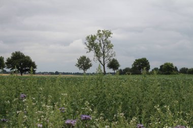 Zirai alanın üzerinde bulutlu bir gökyüzü. Doğal ortam. Yaz manzarası. Tarım bitkileri. Buğday hasadından önce. Manzara görüntüsü. Ağaç dalları ve yemyeşil yapraklar. Gündüz fotoğrafı. Altın mısır gevreği.