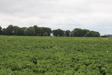 Zirai alanın üzerinde bulutlu bir gökyüzü. Doğal ortam. Yaz manzarası. Tarım bitkileri. Buğday hasadından önce. Manzara görüntüsü. Ağaç dalları ve yemyeşil yapraklar. Gündüz fotoğrafı. Altın mısır gevreği.