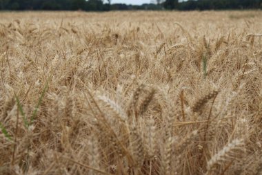 Agricultural field. Natural environment. Summer scene. Cultivated plants. Before wheat harvesting. Landscape image. Tree branches and lush foliage. Daylight photo. Golden cereal. Wheat ears close-up.
