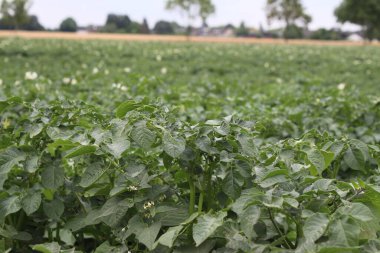 Agricultural land. Natural environment. Summer scene. Cultivated plants. Before wheat harvesting. Landscape image. Tree branches and lush foliage. Daylight photo. Golden cereal. Potato blooming. Vegetable field.